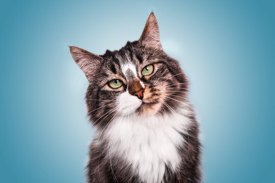 Chat Europeen Images Browse 184 Stock Photos Vectors And Video Adobe Stock