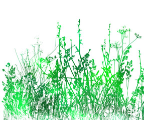 Obraz premium Green Grass With Flowers Isolated On White Background, Vector Illustration