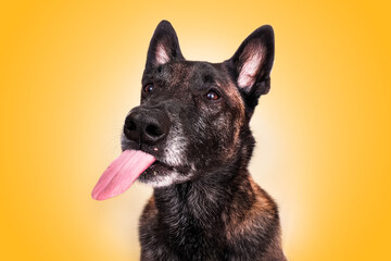 portrait rigolo chien berger belge malinois pousse la langue grimace tête fond jaune