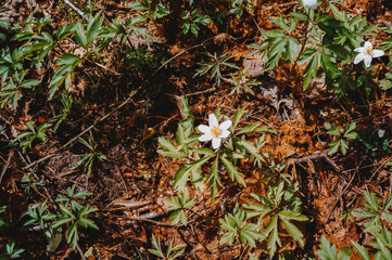 snowdrops in the forest in the middle of the spring