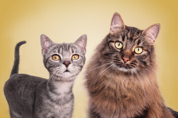Deux chats ensembles chaton gris tigré et un adulte angora européen poil long  joli regard félin