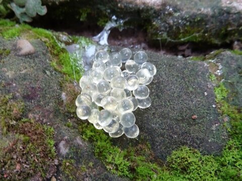Schneckeneier