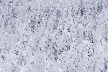 Winter forest with snowy tree tops. White branches are covered with frost, forming textural background. On hillside is frozen coniferous woodland after snowfall.