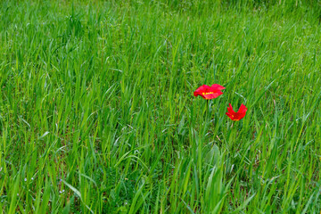 Red wildflowers growing in a lush green meadow