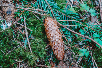 a small bump in the forest in the middle of spring