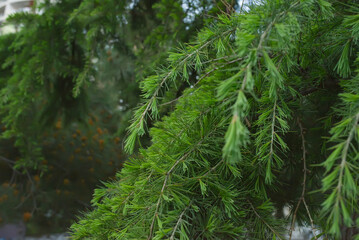 Pinus sylvestris Scots pine Crimean pine or Baltic pine. branch with cone flowers and pollen on background out of focus