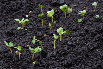 Young radish sprouts on moist vegetable bed on spring day. Beginning of cycle of work in garden, cultivation of seedlings