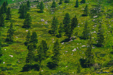 Trees on slope of green hill. Forest area covers mountain. Reserves of natural resources, potential...