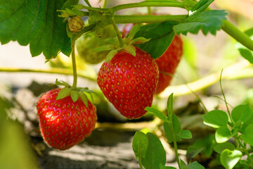 Ripe strawberries in the garden, close up. Harvesting concept