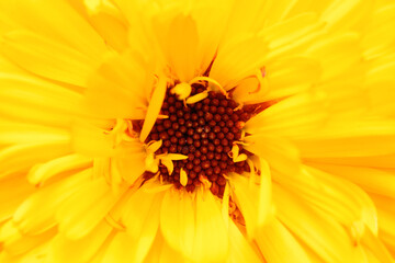 Close up Yellow flower. Spring and summer background