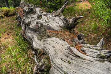 Fototapeta na wymiar Old tree trunks in dark forest after storm. Branches dried up and covered with moss, formed impassable thicket. Difficulty moving in wild nature