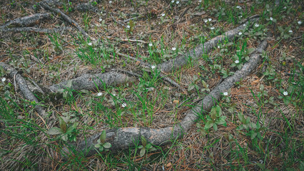 Roots of coniferous tree came to surface. Root system covered soil with pine needles. Forest canopy in cedar grove. Green young plants on old mossy branches, birth of new ecosystem