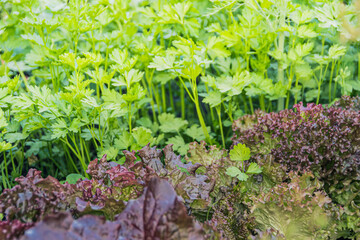 Lettuce and parsley leaves on vegetable bed on spring day. Growing fresh greens in garden. Eco products for sale in rural market
