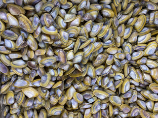 Frozen Seafood Clams In Freezer