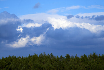 Clouds in the sky and pine forest