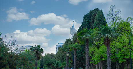 Obraz premium Palm tree in the city against the background of residential buildings.