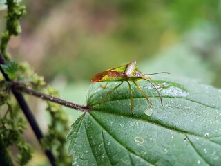Shield bug on leaf