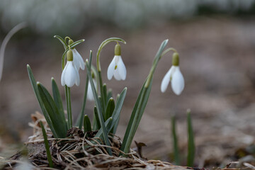 White spring snowdrops field. Galanthus nivalis. Spring flower snowdrop is the first flower in the end of winter and the beginning of spring	