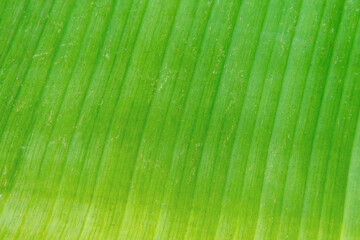 close up of texture green Leaf, abstract art background.