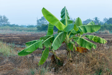 Two Banana trees in the garden. Natural Background.