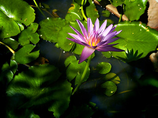 Pink Sacred Lotus blossom and leaves in lake,lighting and shadow