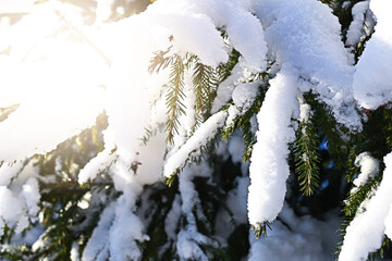 fluffy green fir branches under the snow