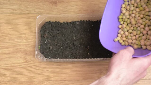 the process of planting microgreen seeds, planting microgreen seeds in a plastic container, planting pea seeds in the ground. home gardening, healthy food concept.