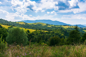 Fototapeta premium beautiful mountainous rural scenery in summer. idyllic landscape of carpathian alps with fresh green meadows. forested hills and natural outdoor travel background beneath a sky with cumulus clouds