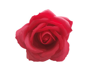 detailed single red rose blossom vector isolated
