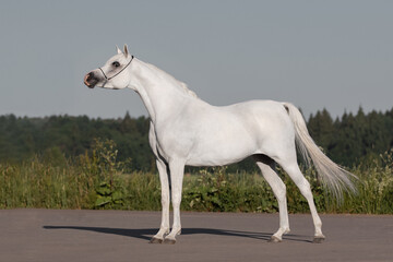 Fototapeta na wymiar Beautiful gray arabian horse with a long white mane stands on natural summer background, profile side view, exterior 