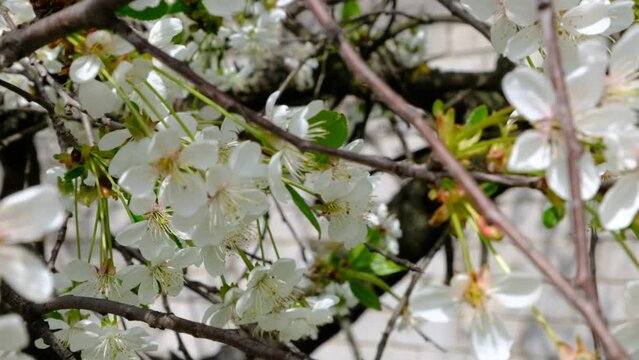 Bees flying around cherry blossoms, bees collecting nectar pollen on a spring sunny day, slow motion.
Honey bees around white flowers, striped
honeybee. flying apis