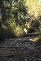 autumn in the forest