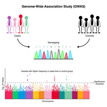 Genome-Wide Association Study (GWAS) Diagram