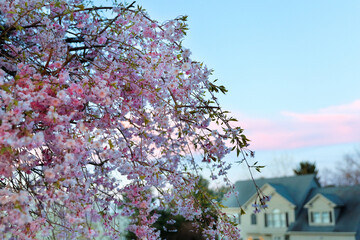 Fully bloomed Pink weeping cherry at sunset on a spring day in Boston Massachusetts