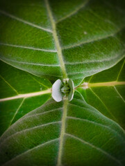 close up of leaf