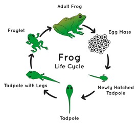 Frog life cycle infographic diagram including lifecycle stages egg mass tadpole legs froglet and adult for biology science education cartoon amphibian animal metamorphosis vector illustration chart 