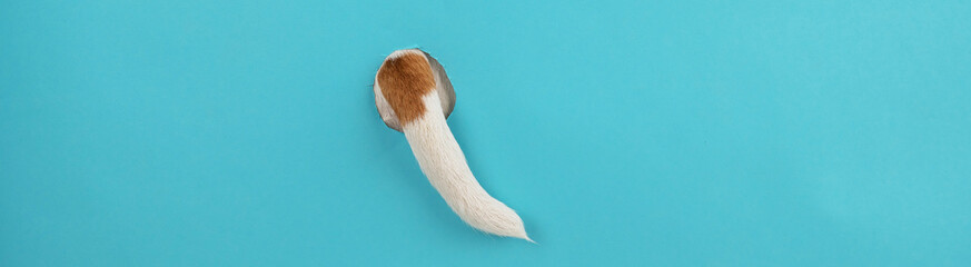 Dog tail sticking out of a hole in paper blue background. 