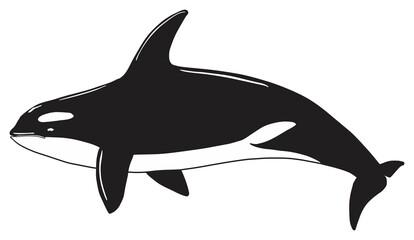 Obraz premium Orca killer whale animal on isolated background predator fish marine life live in ocean underwater jumping to kill prey vector illustration object icon symbol drawing seaworld toothed oceanic dolphin