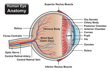 Human eye anatomy infographic diagram structure and parts rectus muscles cornea pupil iris lens blind spot optic disc retina nerve artery vein vector illustration for medical science education drawing