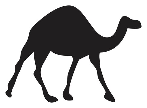 Vector camel animal silhouette drawing on isolated background icon symbol sign of camel crossing asia desert walking logo concept prominent camel hump legs head and neck full body illustration element