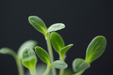 Micro green borago on black background, copy space. Cucumber grass, macro shot.  For healthy salad. Fresh natural organic product