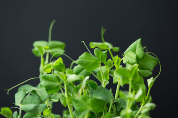 Micro greens. Green peas on black background, copy space. Fresh natural organic product