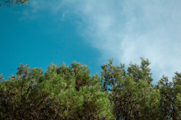 Obraz premium Cielo y pinos