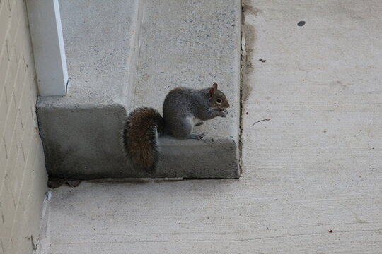 Squirrel On The Roof