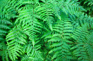 Green fern leaves closeup