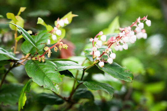 Flowering salal shrub closeup