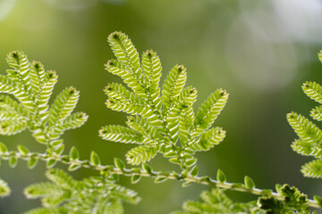 close up of fern leaf