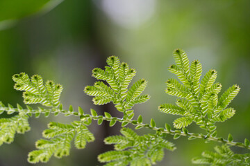 close up of fern leaf