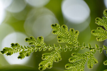 close up of fern leaf