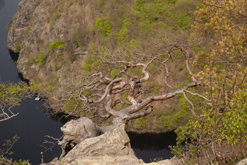 A resinous tree on a river background. A pine tree with twisted branches, turning in all directions is in the sun and overlooks a dark river below.